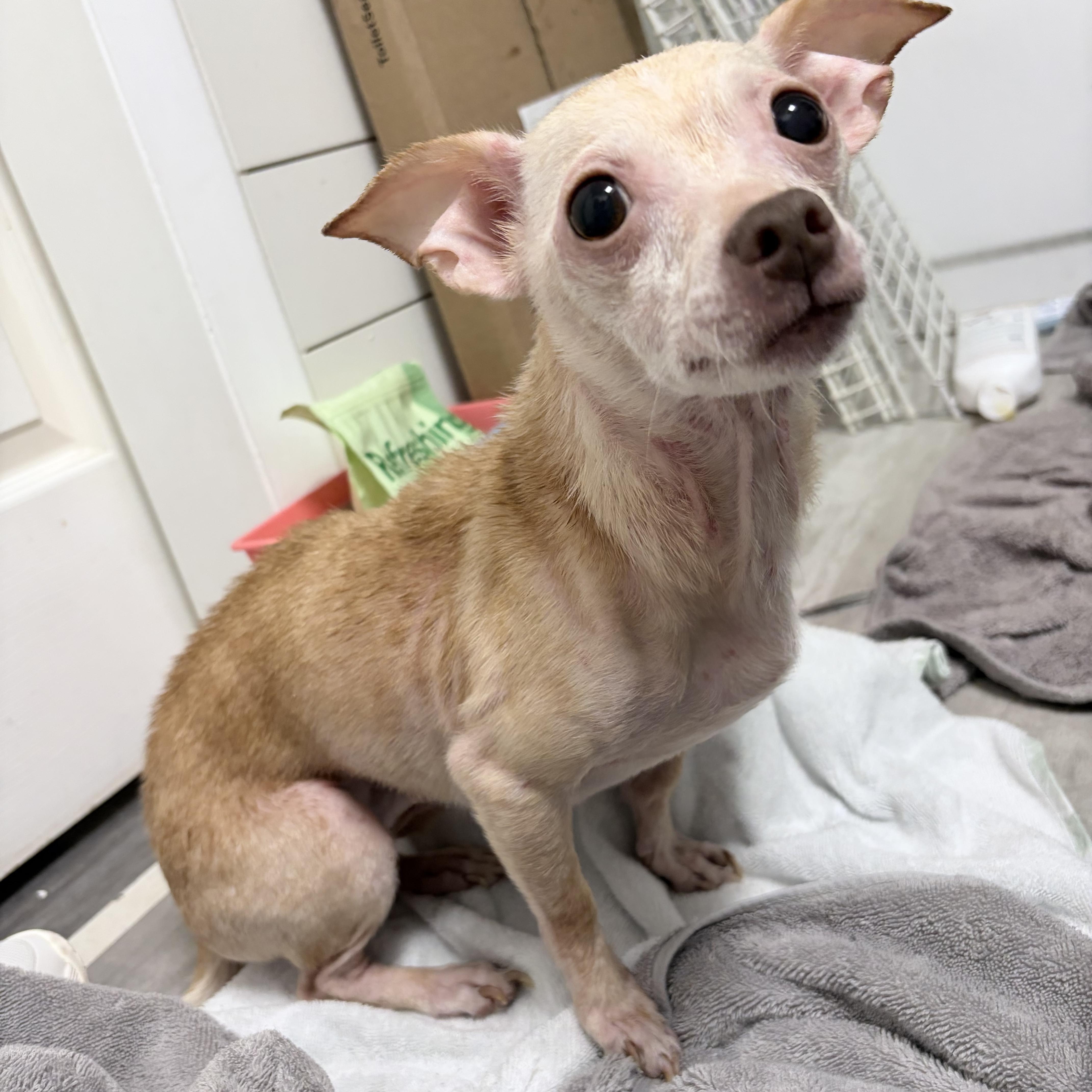 Enlarge Princess Pinky Bubblegum, an adopted Chihuahua in Tampa, FL image 6/6