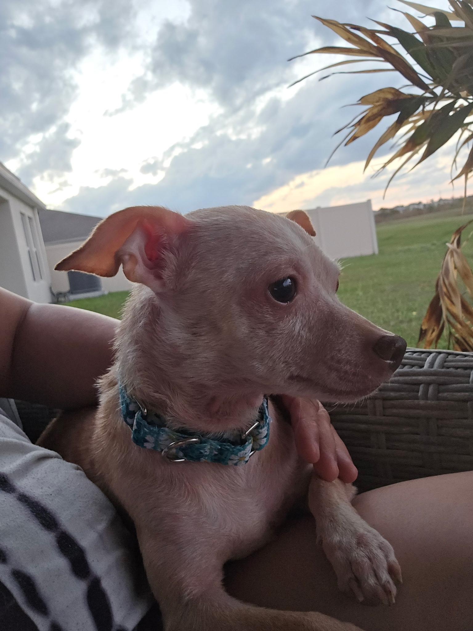 Enlarge Princess Pinky Bubblegum, an adopted Chihuahua in Tampa, FL image 2/6