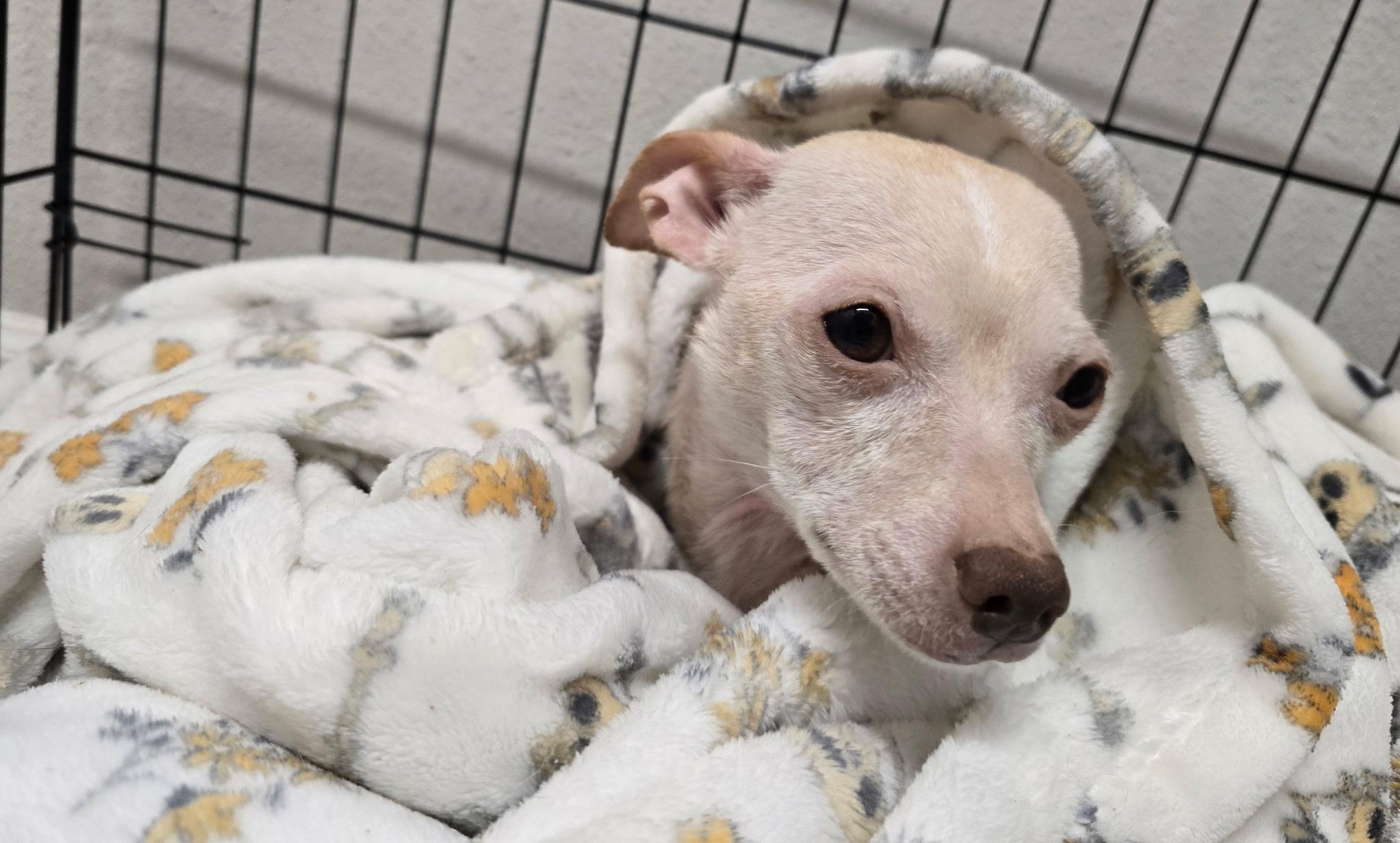 Enlarge Princess Pinky Bubblegum, an adopted Chihuahua in Tampa, FL image 3/6