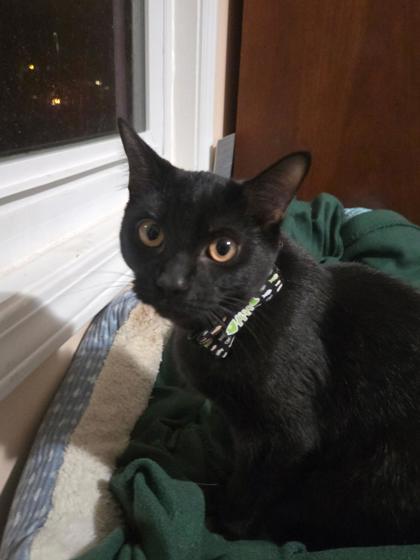 Enlarge Soup, a Adoptable Domestic Short Hair in Lawrenceville, GA image 1/1