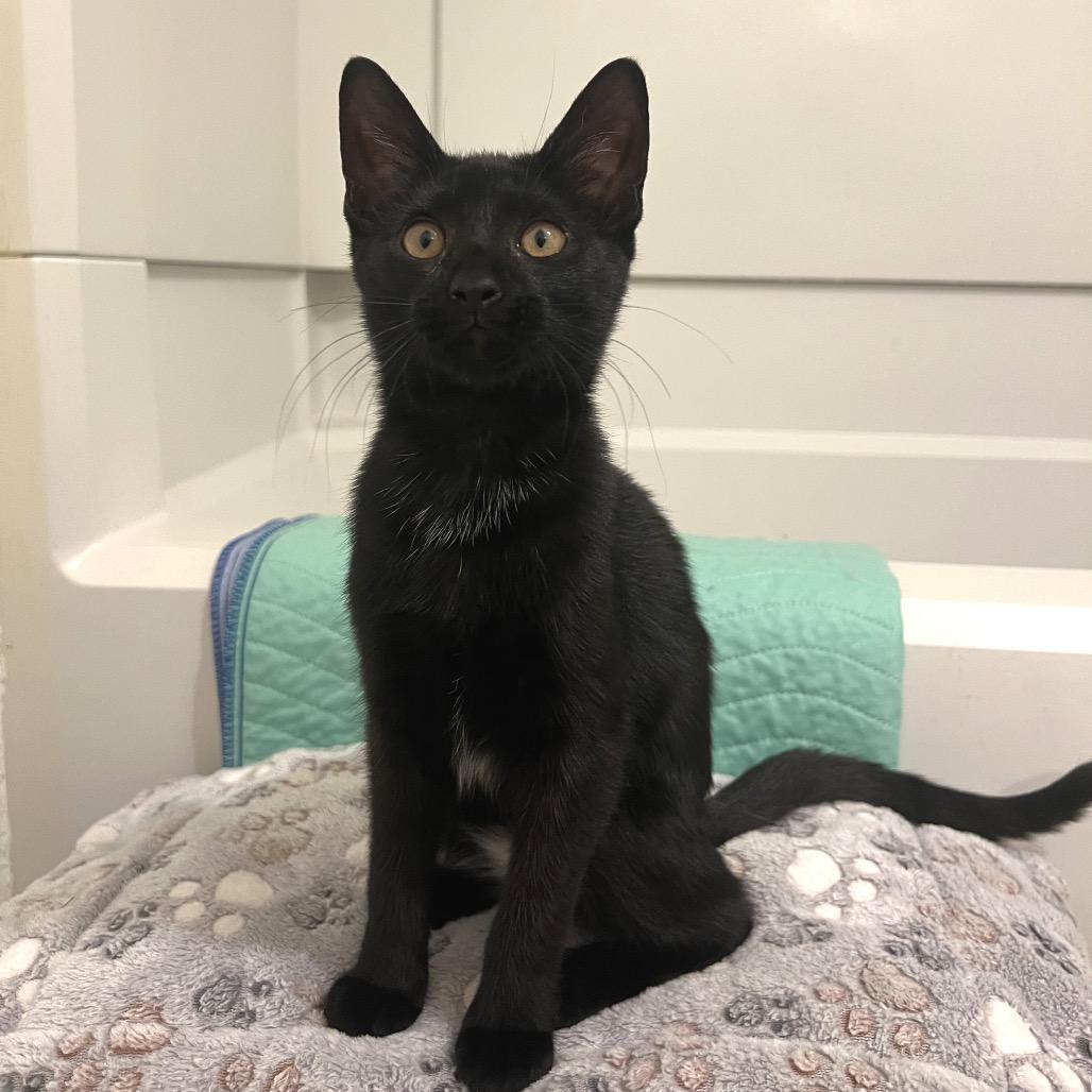 Stan, Adoptable, Kitten Female Domestic Short Hair.