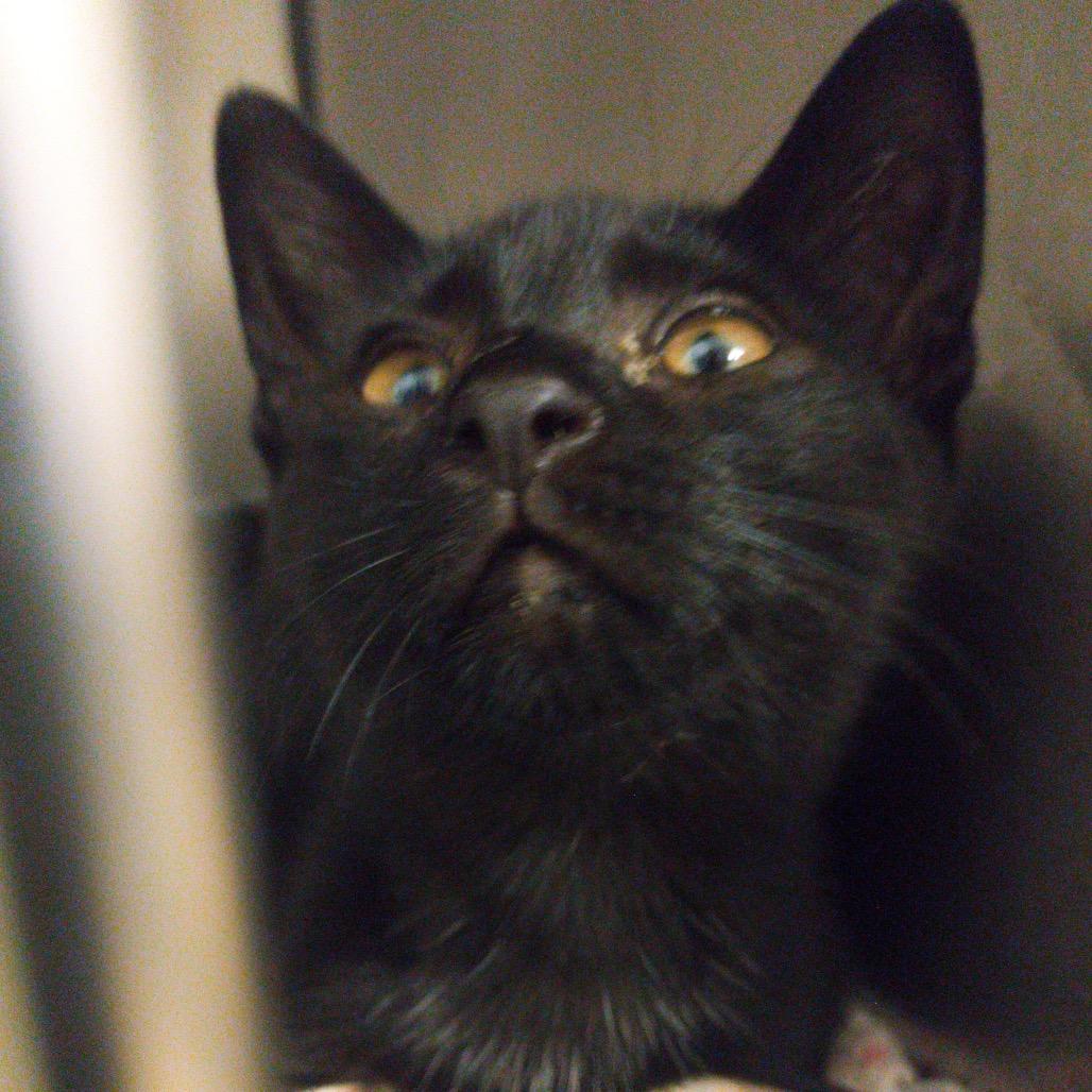Enlarge Stan, a Adoptable Domestic Short Hair in Morgan Hill, CA image 2/4