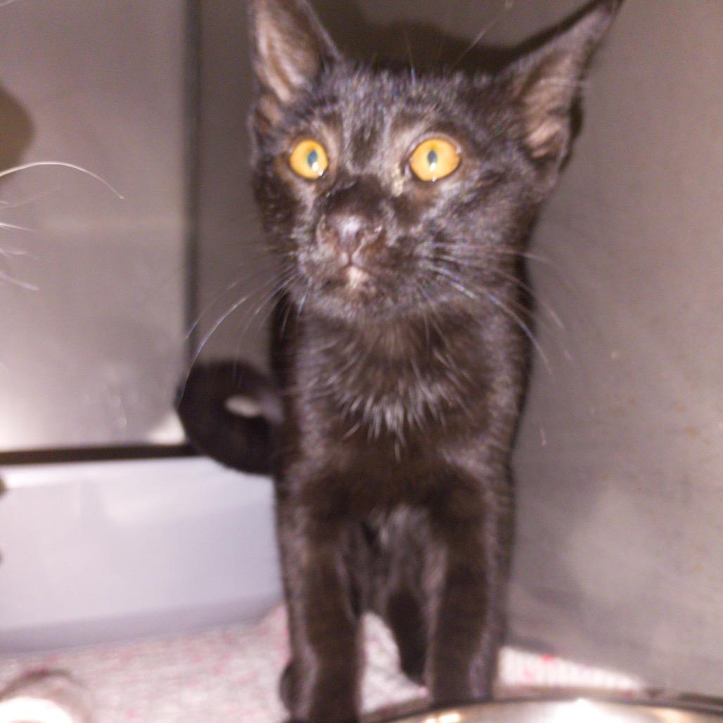 Enlarge Stan, a Adoptable Domestic Short Hair in Morgan Hill, CA image 3/4