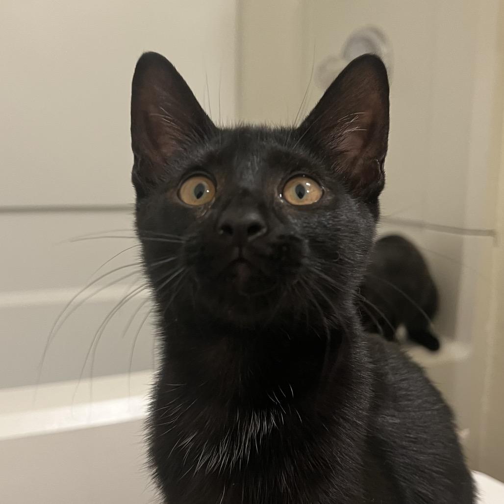 Enlarge Stan, a Adoptable Domestic Short Hair in Morgan Hill, CA image 4/4
