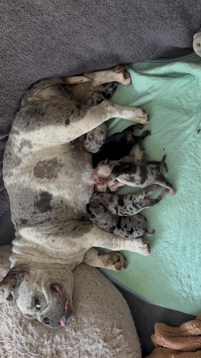 Harley, an adopted English Bulldog image 5/5