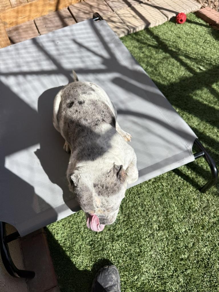 Harley, an adopted English Bulldog image 3/5