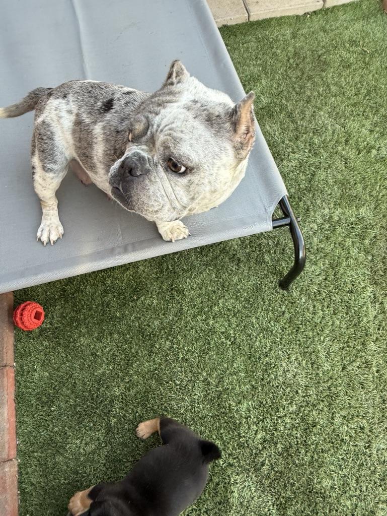 Harley, an adopted English Bulldog image 4/5