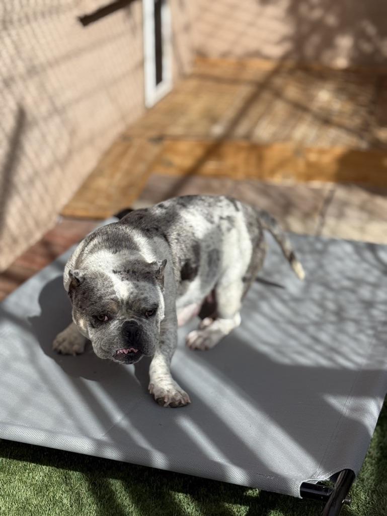 Harley, Adoptable, Adult Female English Bulldog.