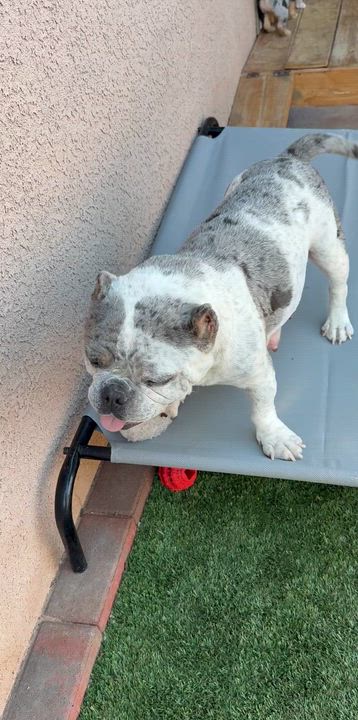 Enlarge Harley, an adopted English Bulldog video 1/5