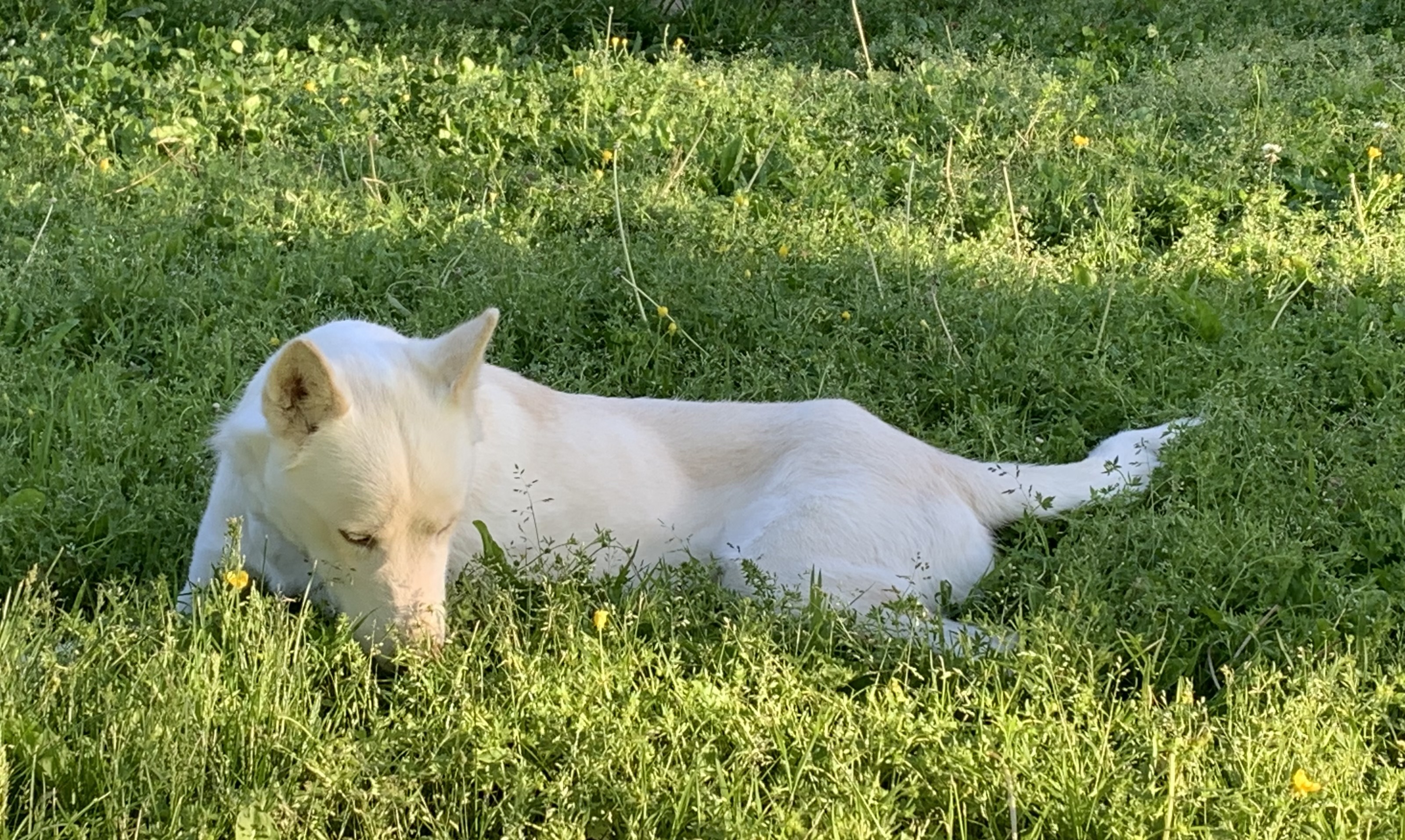 Meeka, Adult Female Husky