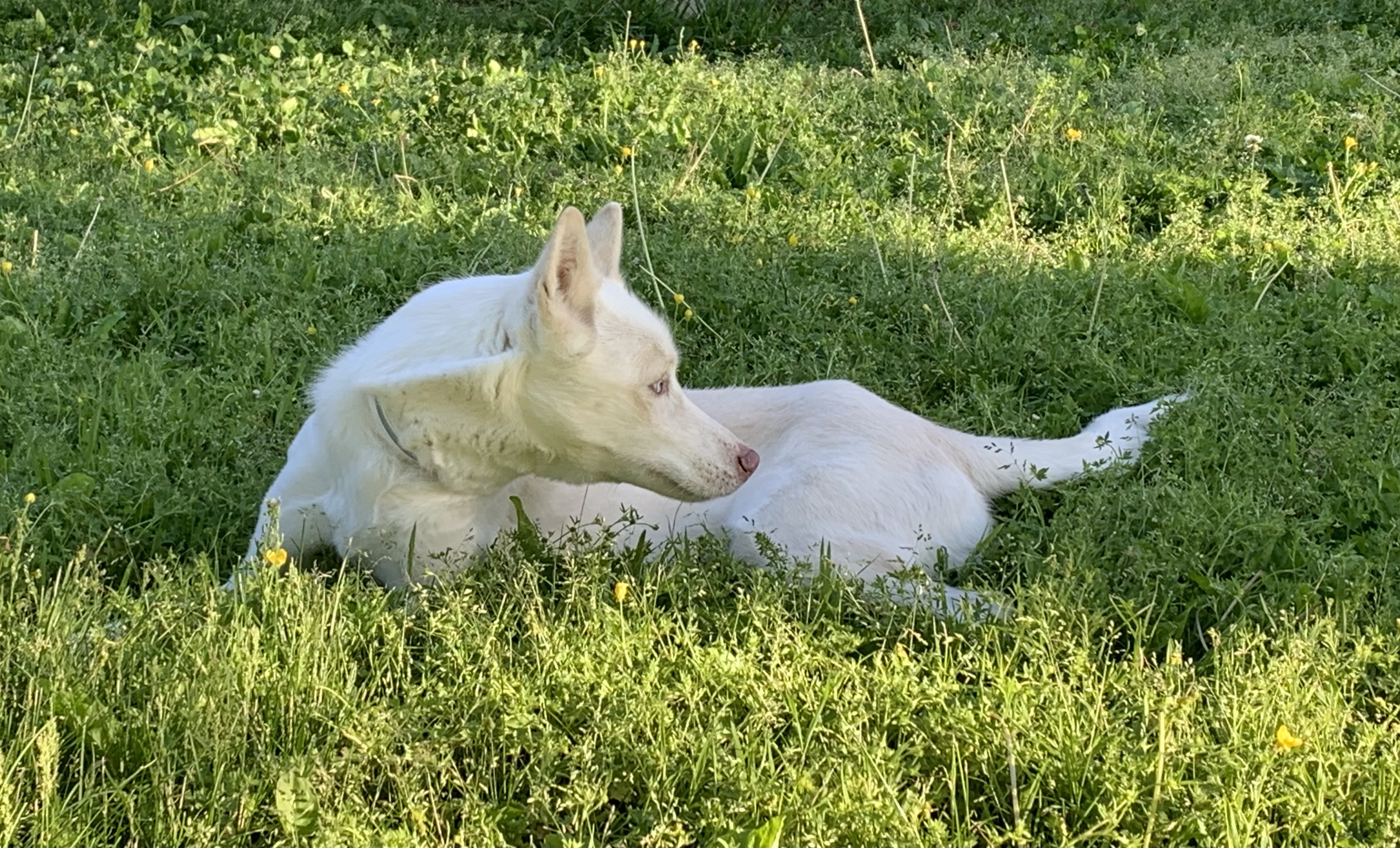 Meeka photo 2