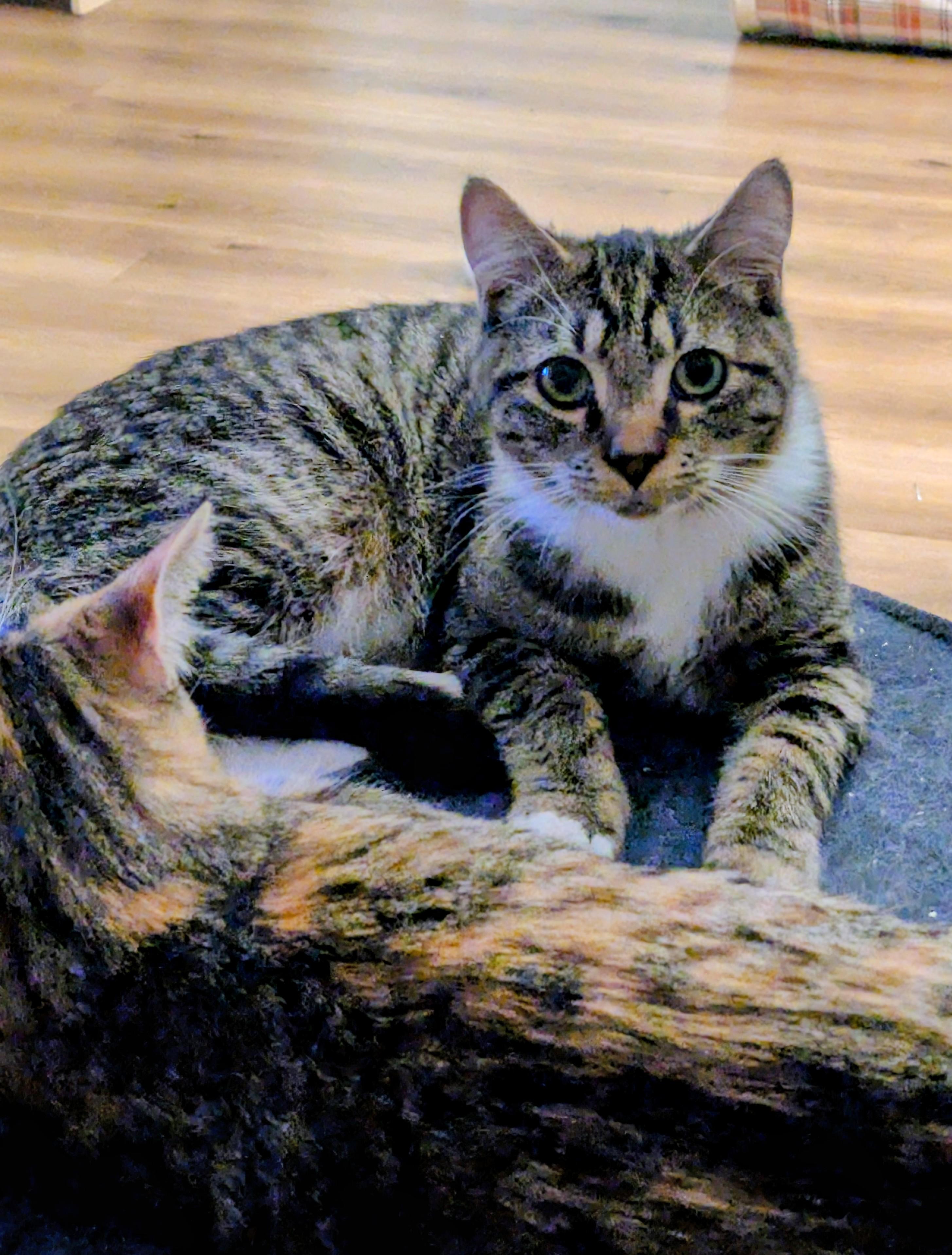 Bali, Adoptable, Young Male Domestic Short Hair.