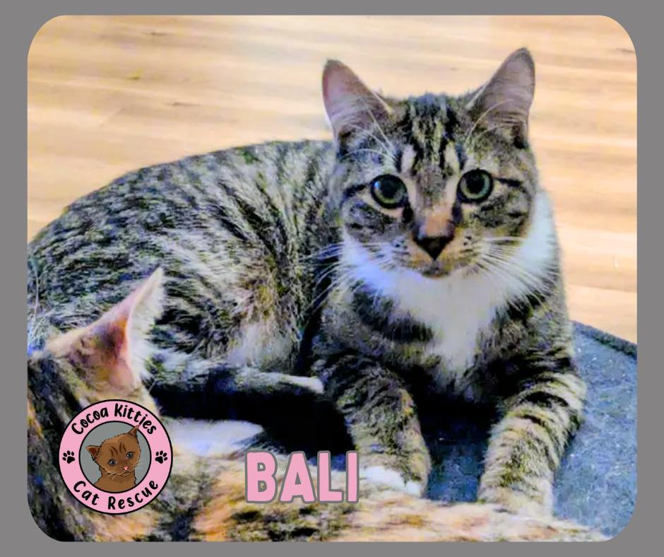 Enlarge Bali, a Adoptable mixed breed in Hershey, PA image 1/6