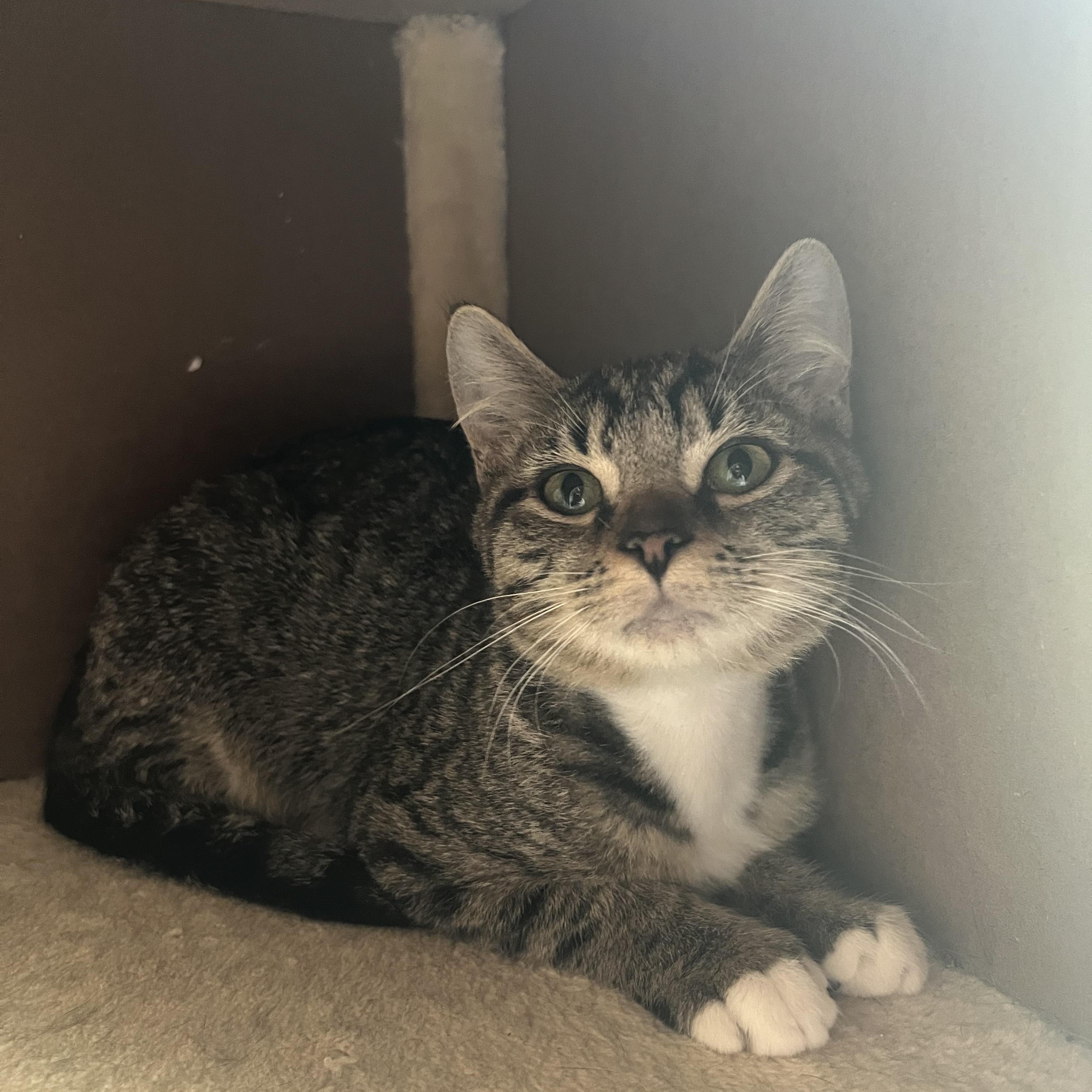 Enlarge Bali, a Adoptable mixed breed in Hershey, PA image 4/6