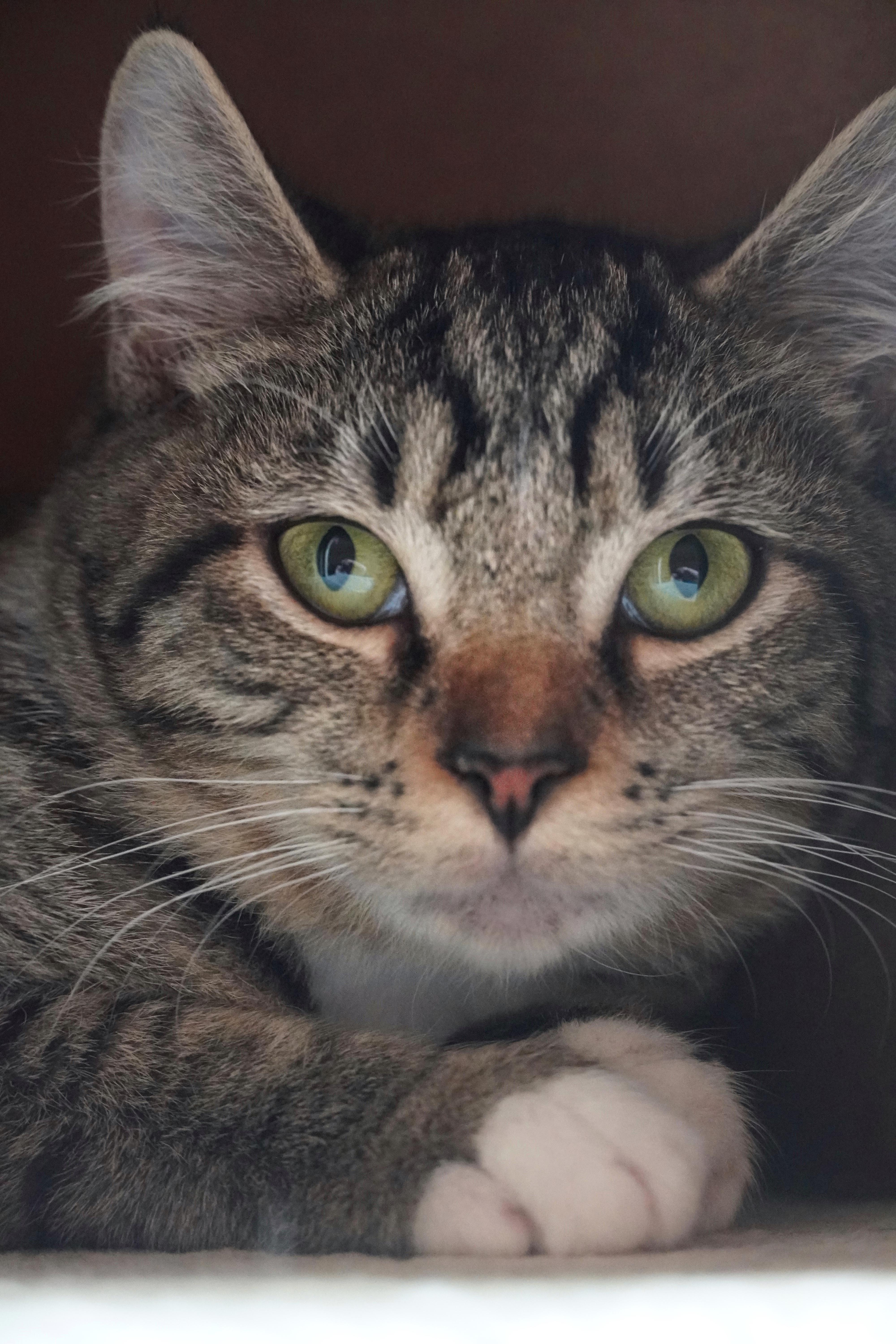 Enlarge Bali, a Adoptable mixed breed in Hershey, PA image 6/6