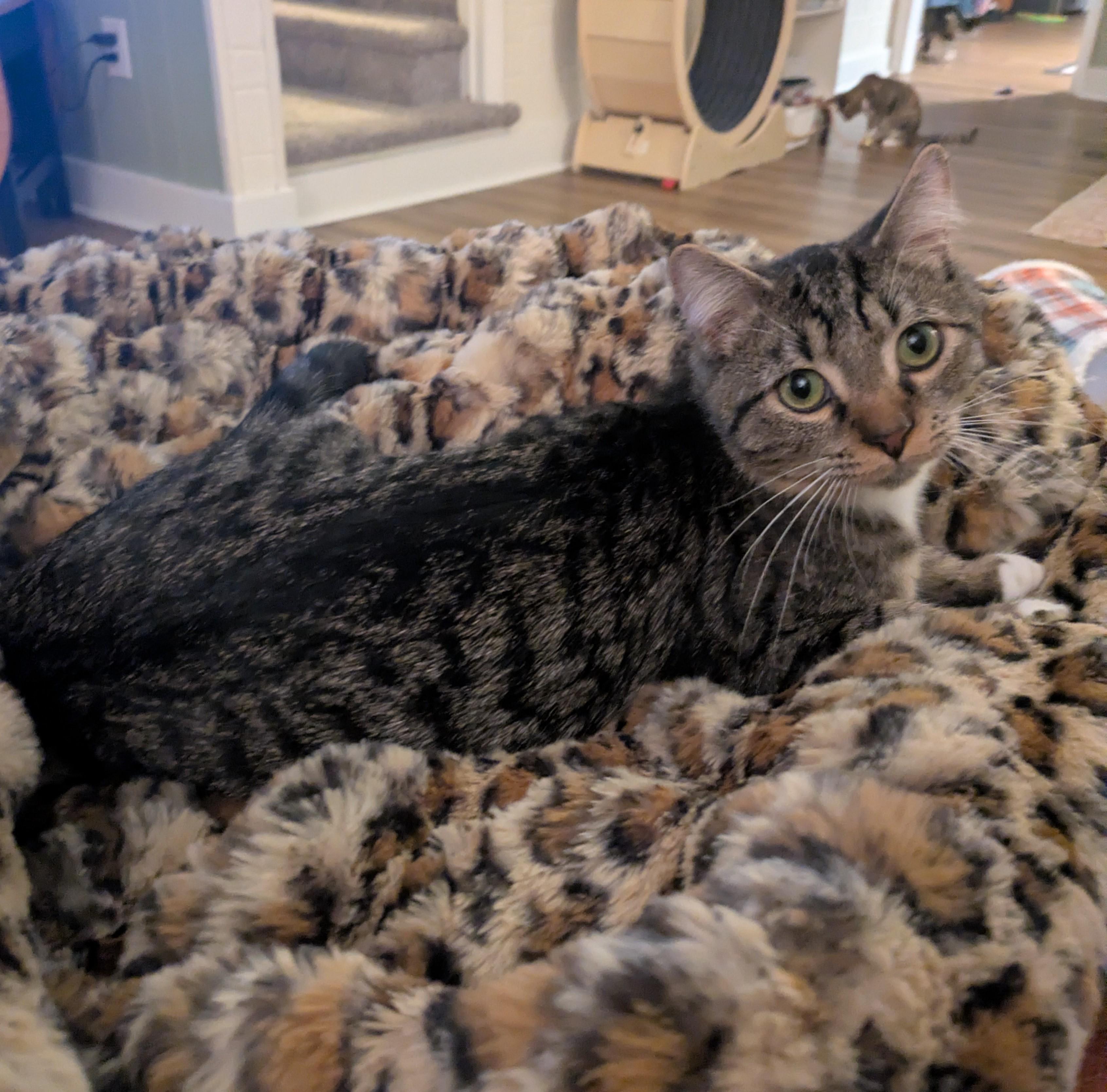 Enlarge Bali, a Adoptable mixed breed in Hershey, PA image 3/6