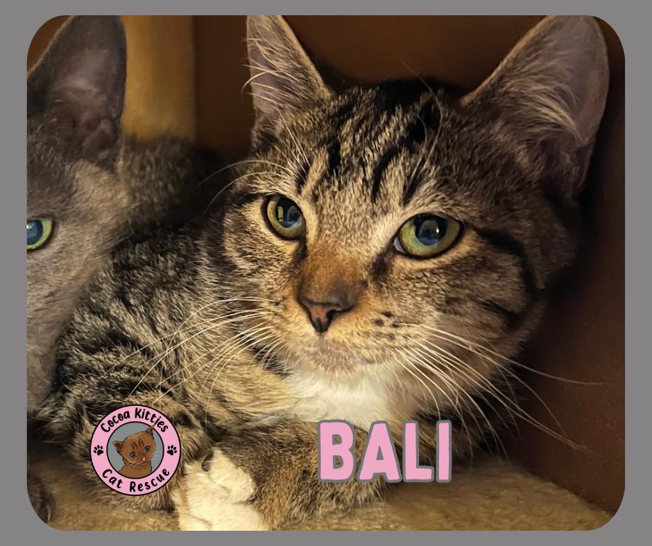 Bali, Adoptable, Young Male Domestic Short Hair.