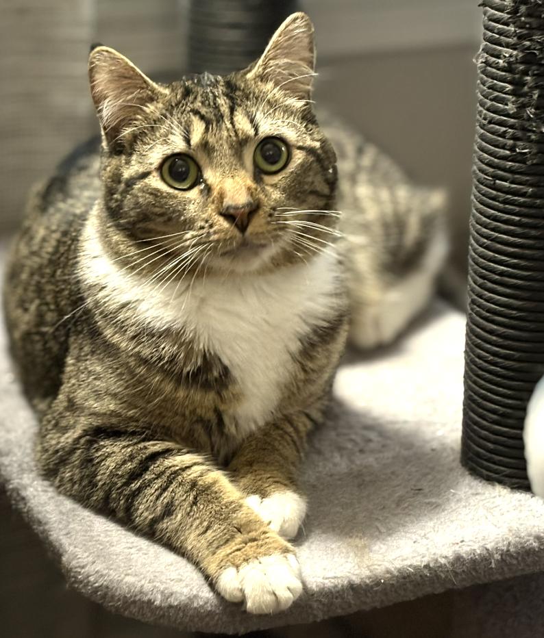 Bali, a Adoptable mixed breed in Hershey, PA image 2/6