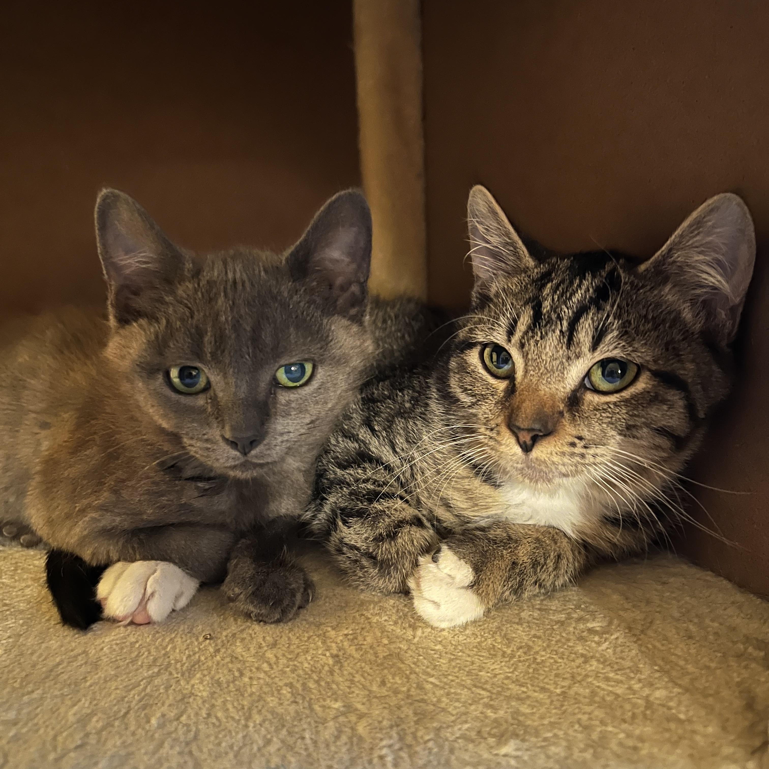 Enlarge Bali, a Adoptable mixed breed in Hershey, PA image 5/6