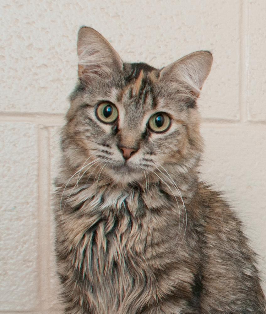 Doe, a Adoptable Torbie in Westminster, CO image 1/2