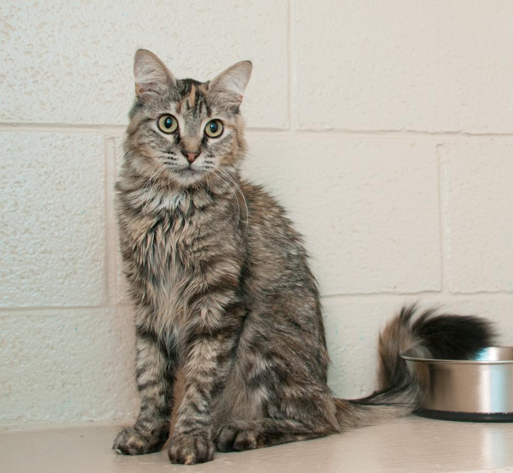 Doe, a Adoptable Torbie in Westminster, CO image 2/2
