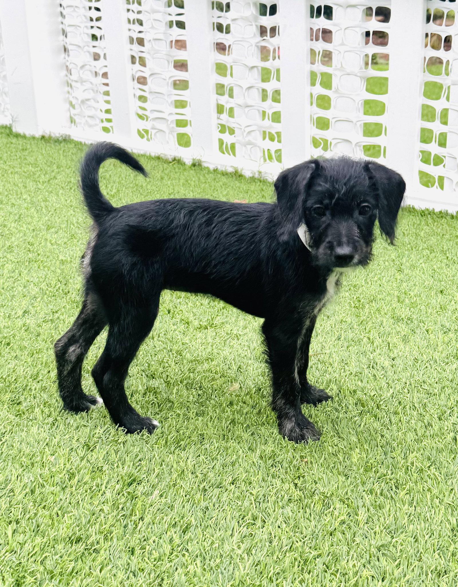 Enlarge Ella, a Adoptable mixed breed in Valrico, FL image 1/3