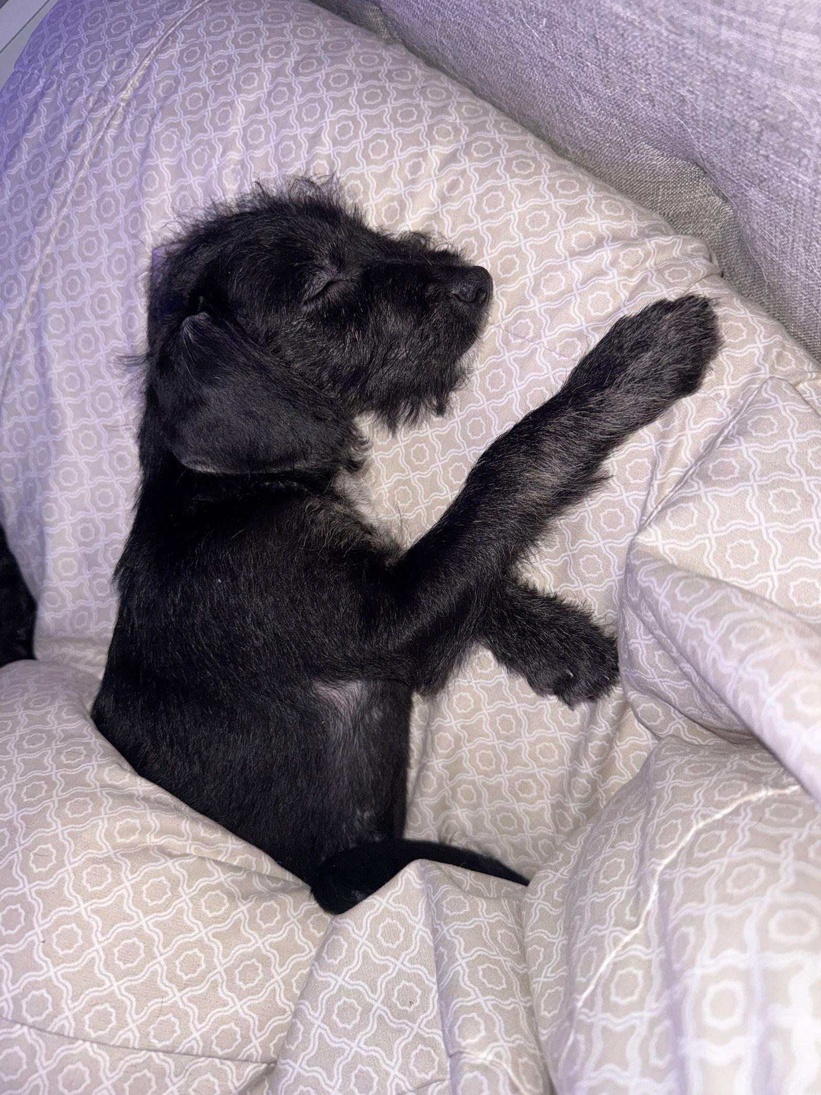 Enlarge Ella, a Adoptable mixed breed in Valrico, FL image 2/3