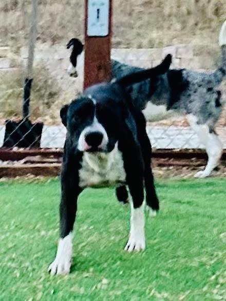 Enlarge Tigger, a Adoptable mixed breed in Bakersfield, CA image 1/5