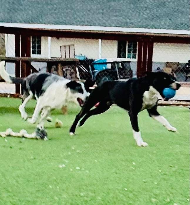 Enlarge Tigger, a Adoptable mixed breed in Bakersfield, CA image 2/5