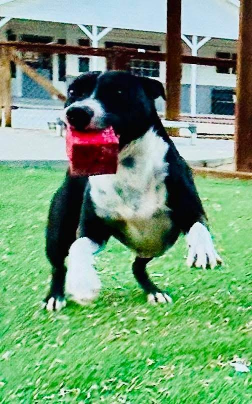 Enlarge Tigger, a Adoptable mixed breed in Bakersfield, CA image 4/5