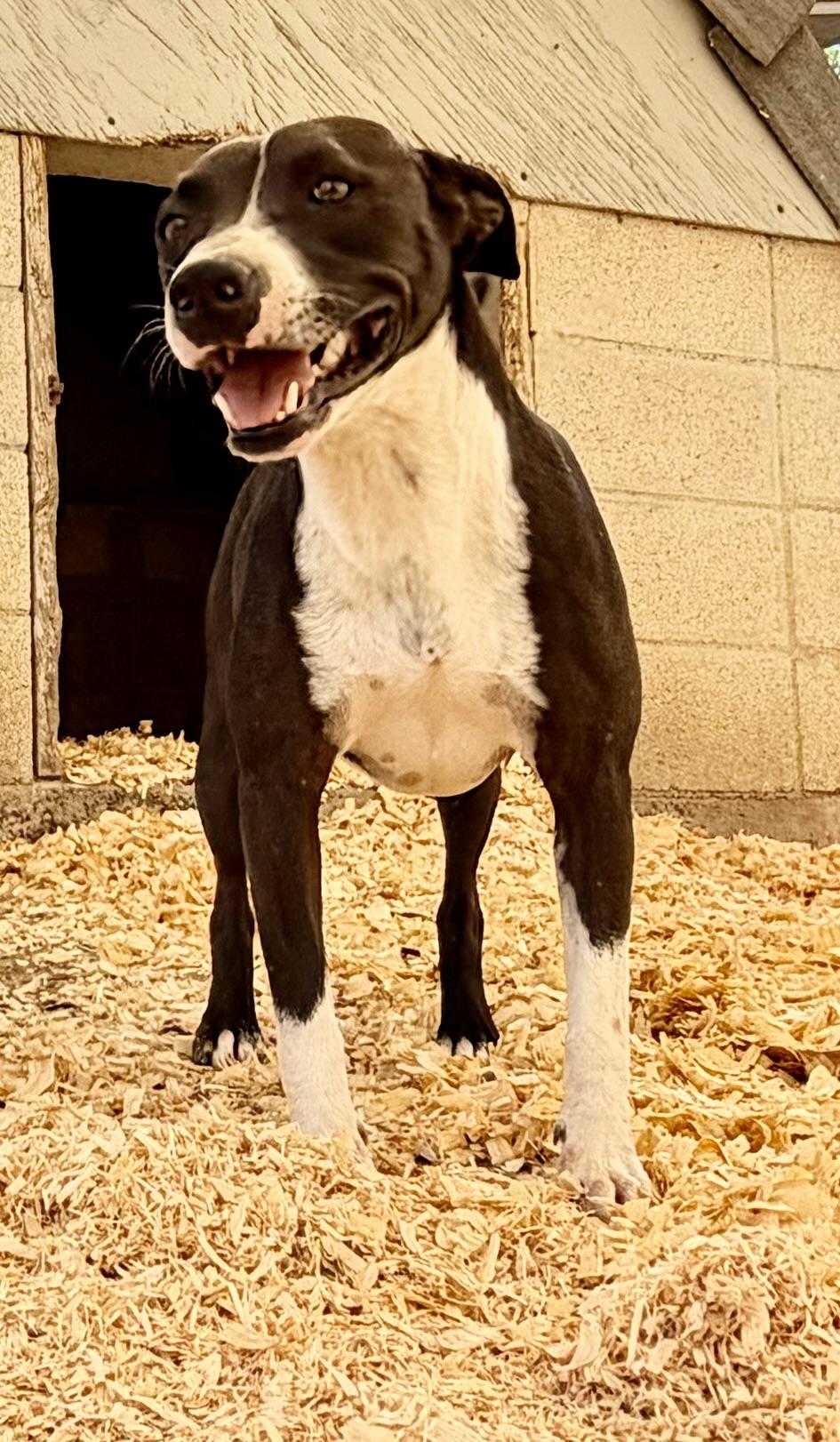 Enlarge Tigger, a Adoptable mixed breed in Bakersfield, CA image 5/6