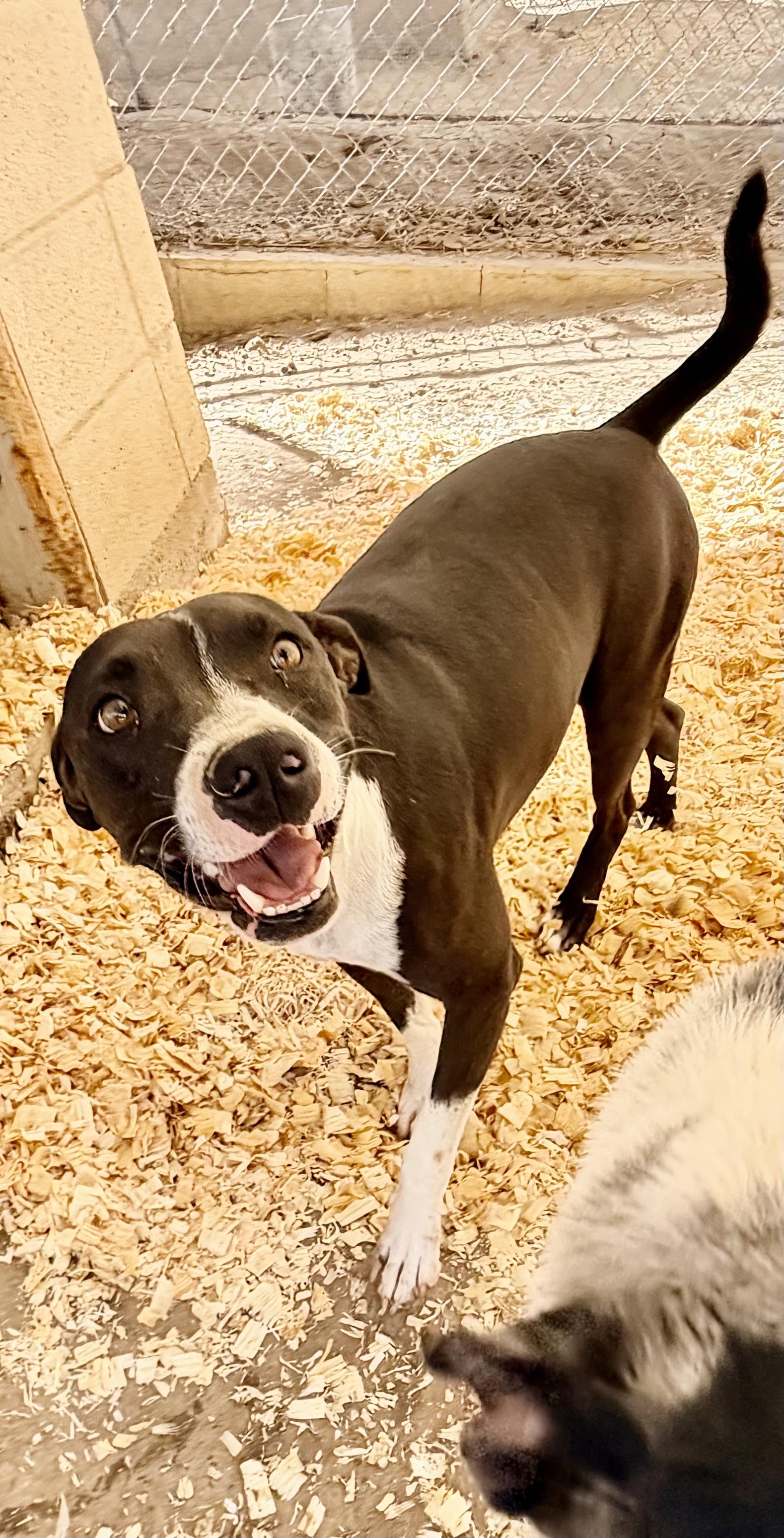 Enlarge Tigger, a Adoptable mixed breed in Bakersfield, CA image 6/6