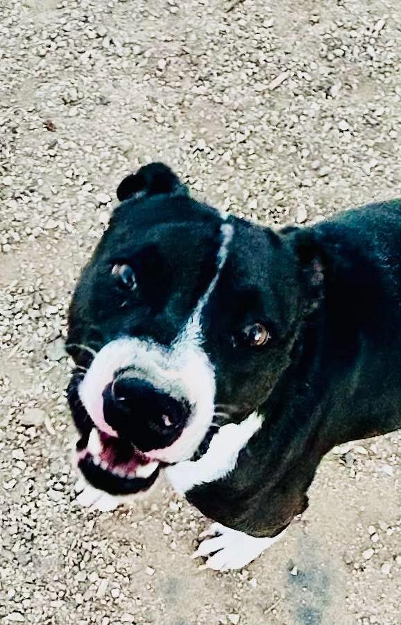 Enlarge Tigger, a Adoptable mixed breed in Bakersfield, CA image 5/5