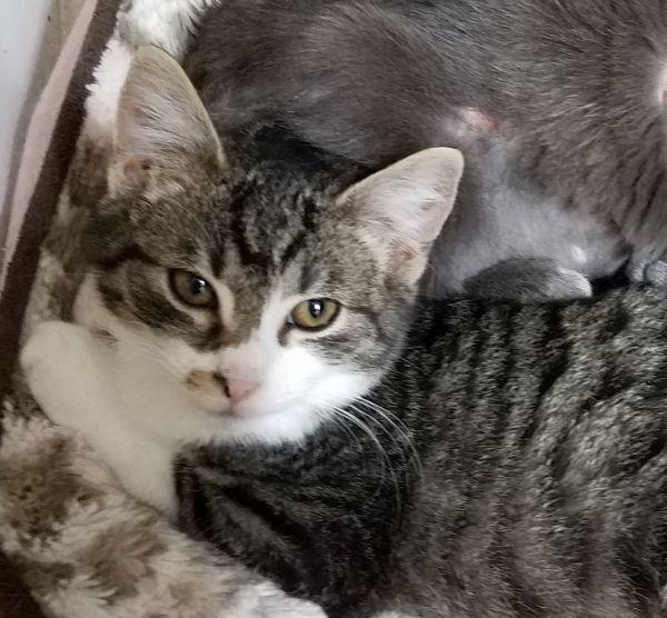 Cupcake, Adoptable, Adult Male Domestic Short Hair & Tabby.