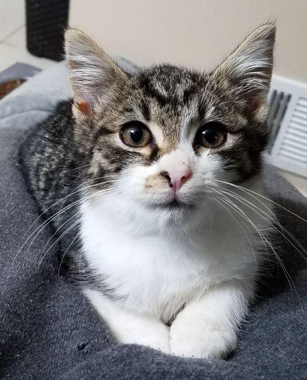 Enlarge Cupcake, a Adoptable mixed breed in Douglasville, GA image 2/6