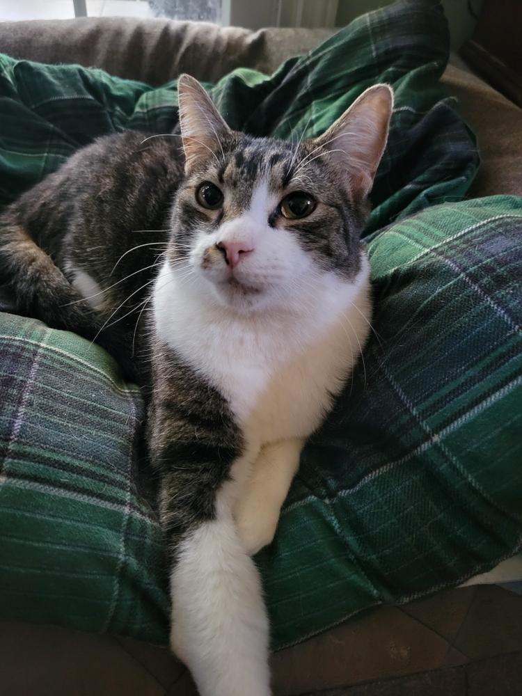 Cupcake — thumbnail 3