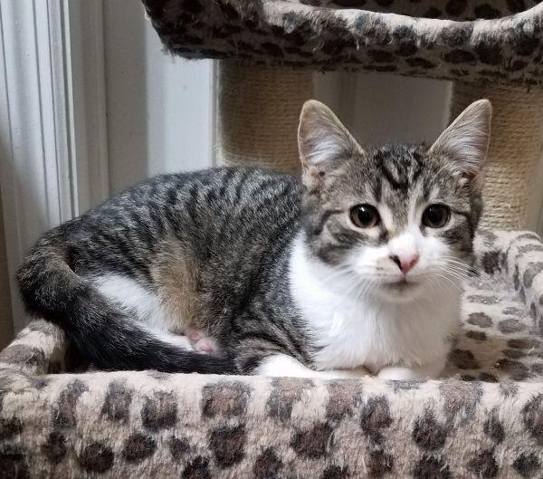 Enlarge Cupcake, a Adoptable mixed breed in Douglasville, GA image 4/6