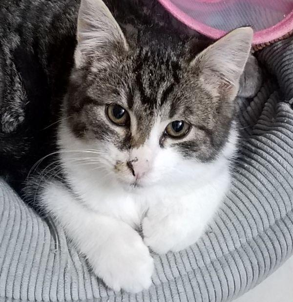 Enlarge Cupcake, a Adoptable mixed breed in Douglasville, GA image 5/6