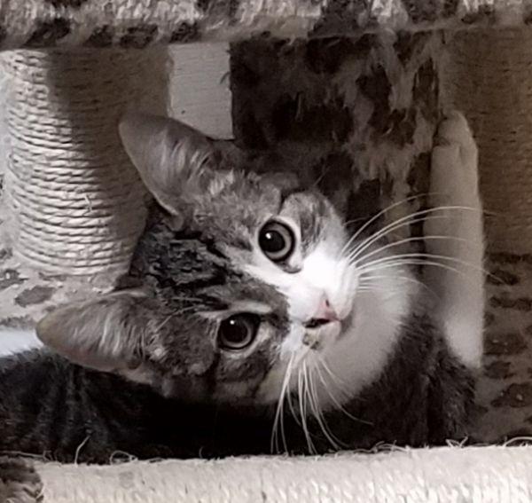 Enlarge Cupcake, a Adoptable mixed breed in Douglasville, GA image 6/6