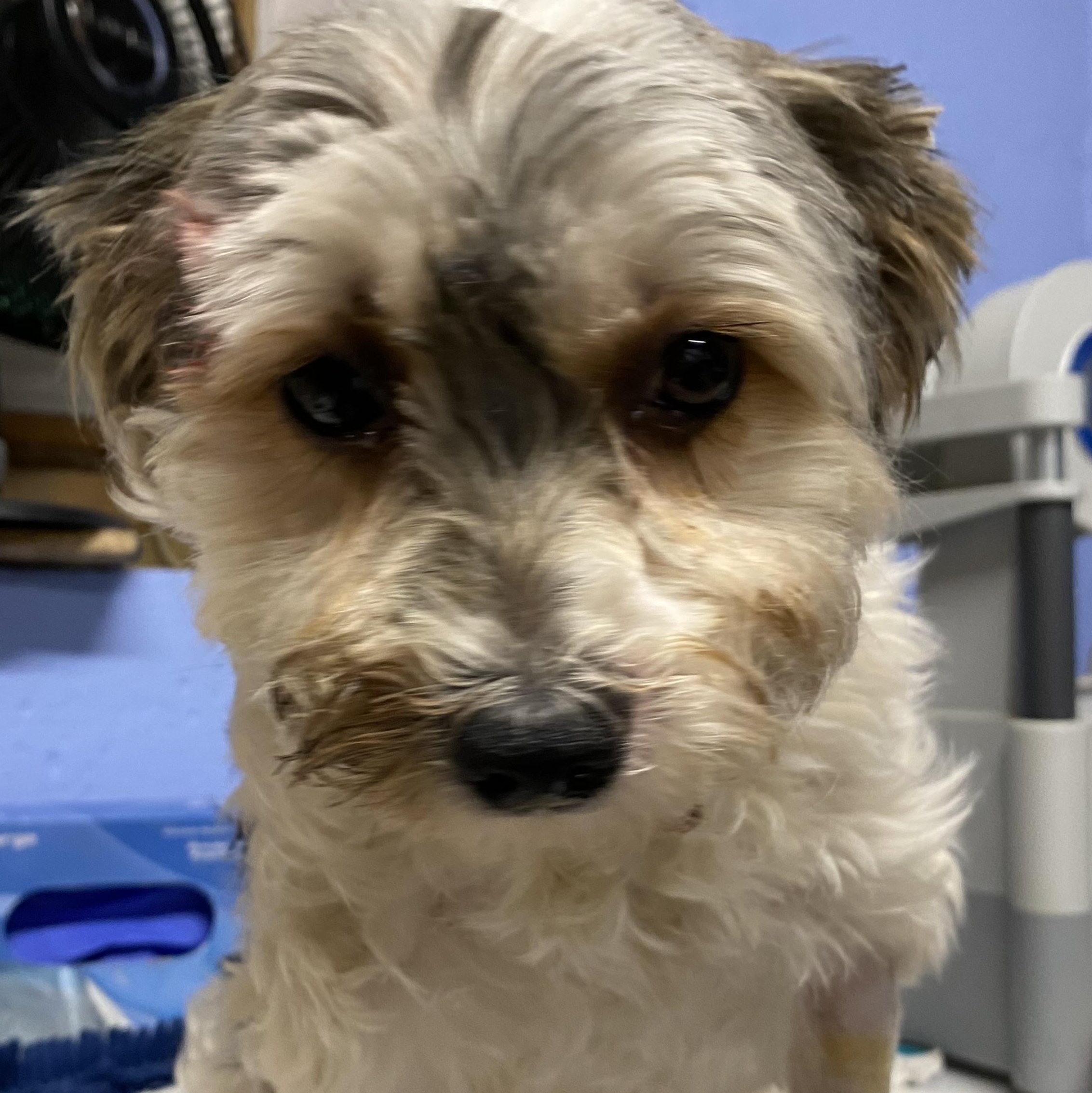 Enlarge Lillie, a Adopted Yorkshire Terrier in Glocester, RI image 4/5