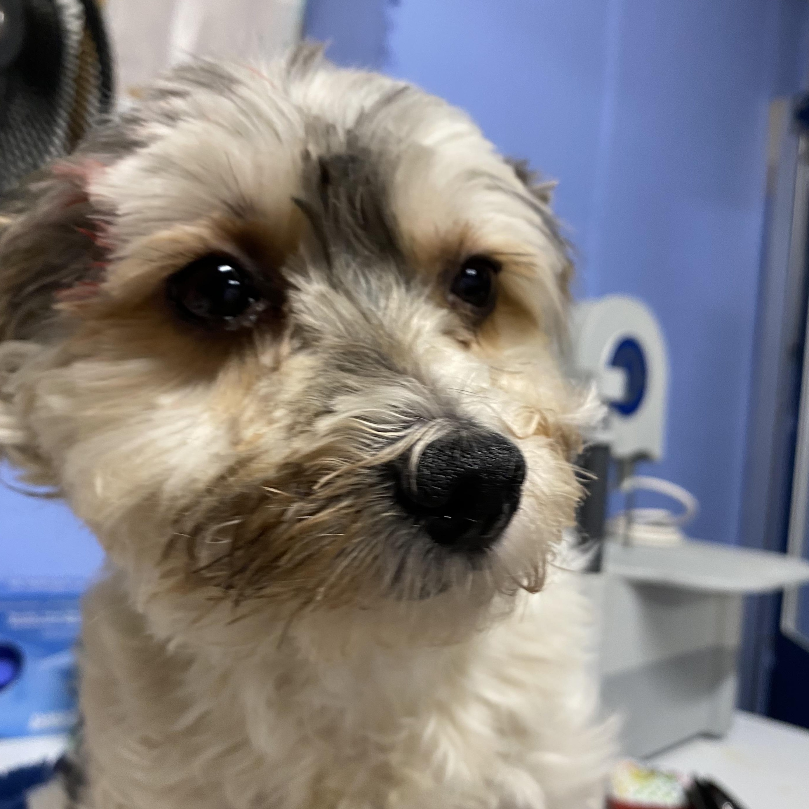 Enlarge Lillie, a Adopted Yorkshire Terrier in Glocester, RI image 2/5