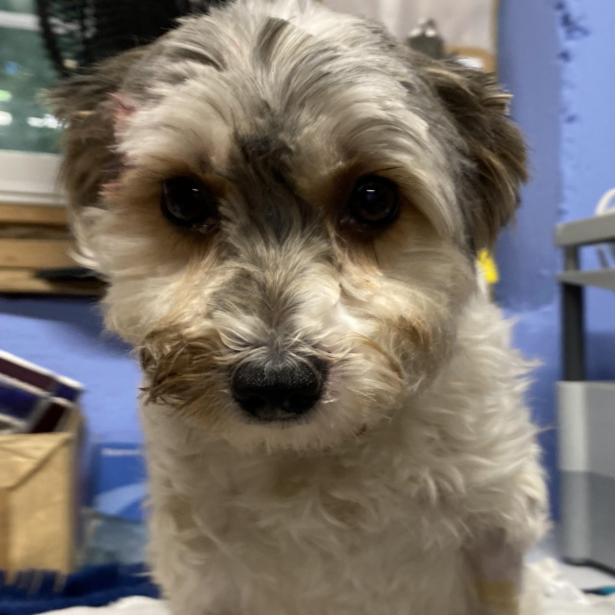 Enlarge Lillie, a Adopted Yorkshire Terrier in Glocester, RI image 1/5