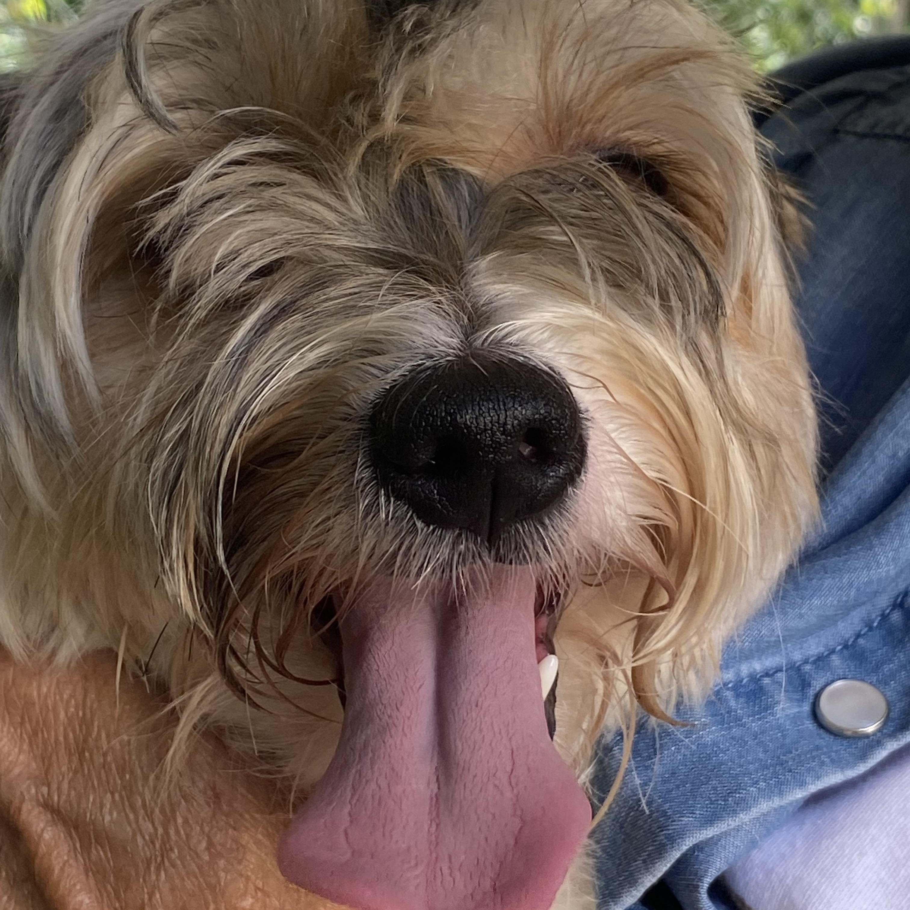 Enlarge Lillie, a Adopted Yorkshire Terrier in Glocester, RI image 5/5