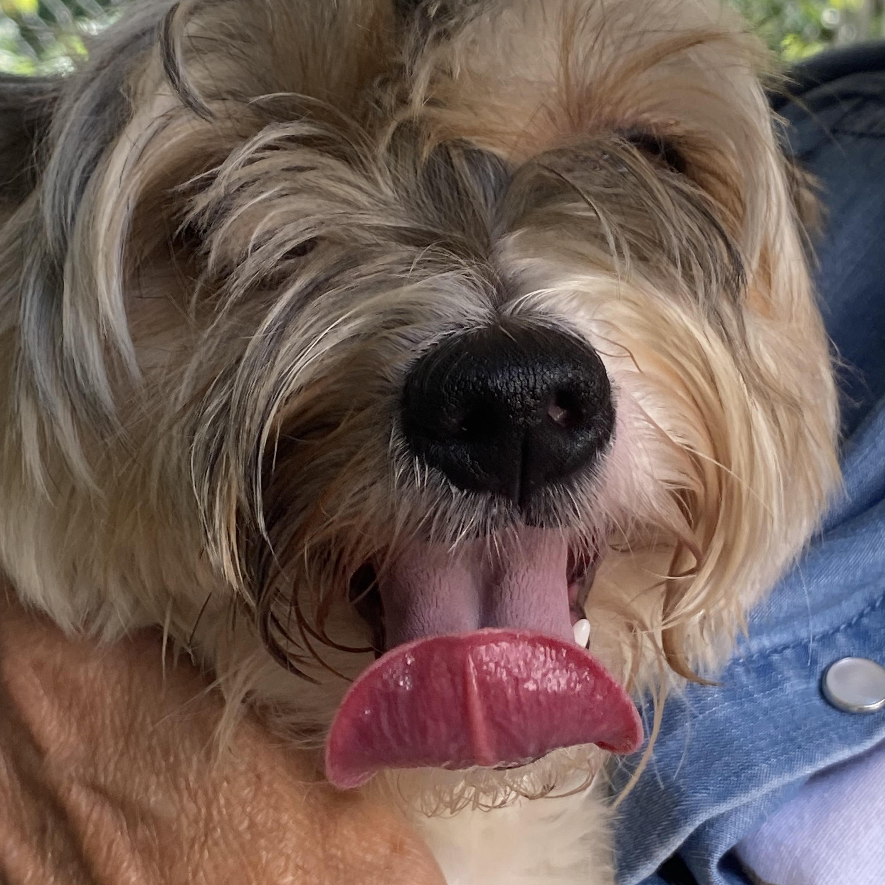 Enlarge Lillie, a Adopted Yorkshire Terrier in Glocester, RI image 3/5