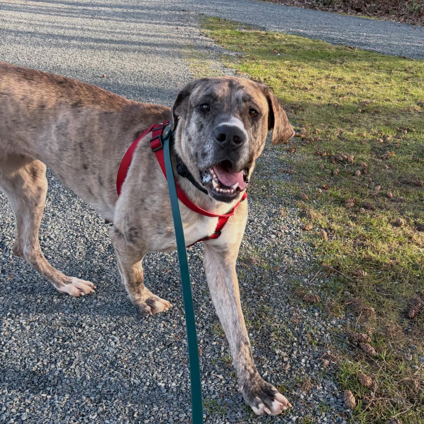 Bambi - ADOPTABLE, a ADOPTABLE Great Dane in Chilliwack, BC image 2/6