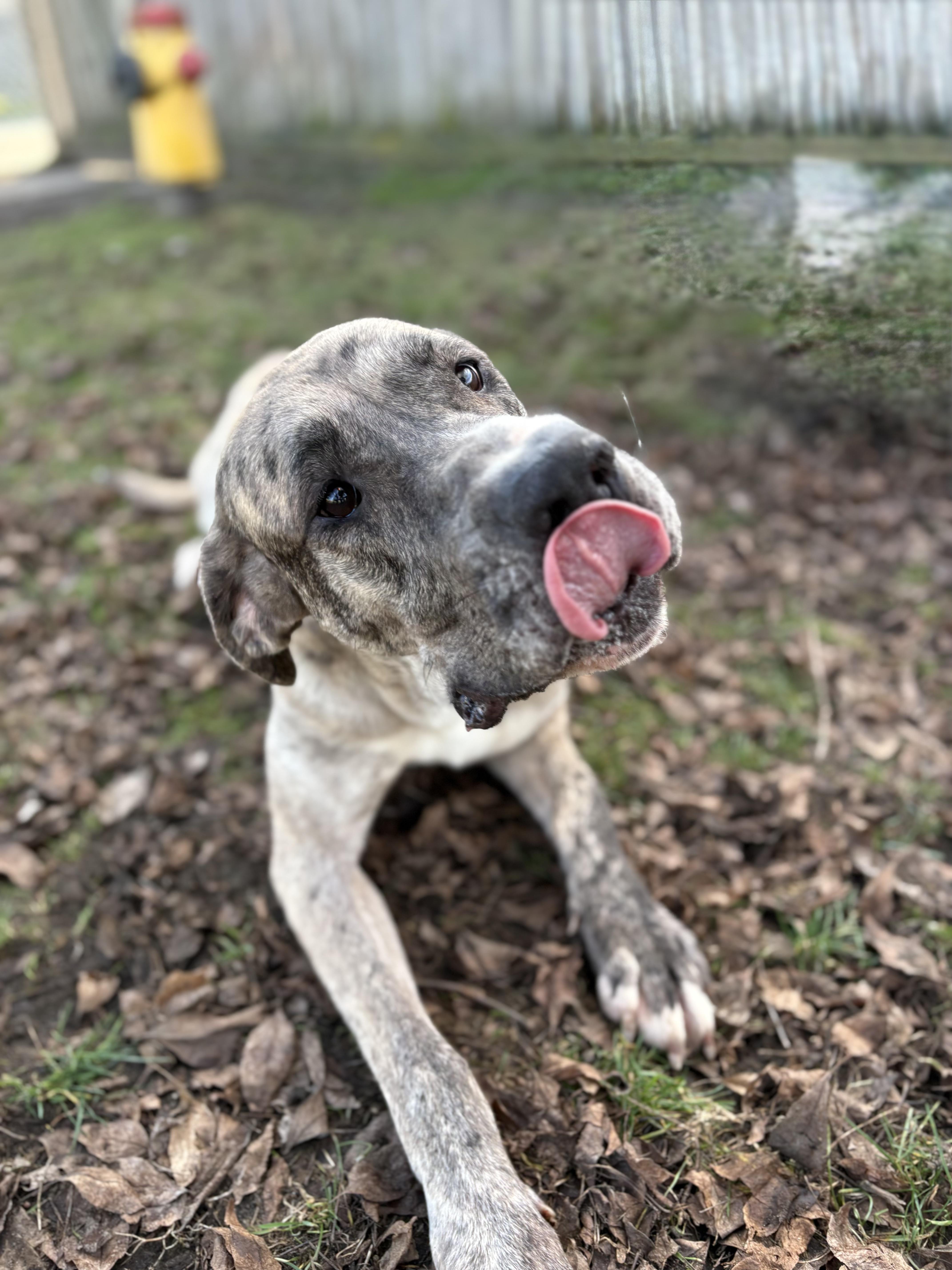 Bambi - ADOPTABLE, a ADOPTABLE Great Dane in Chilliwack, BC image 5/6