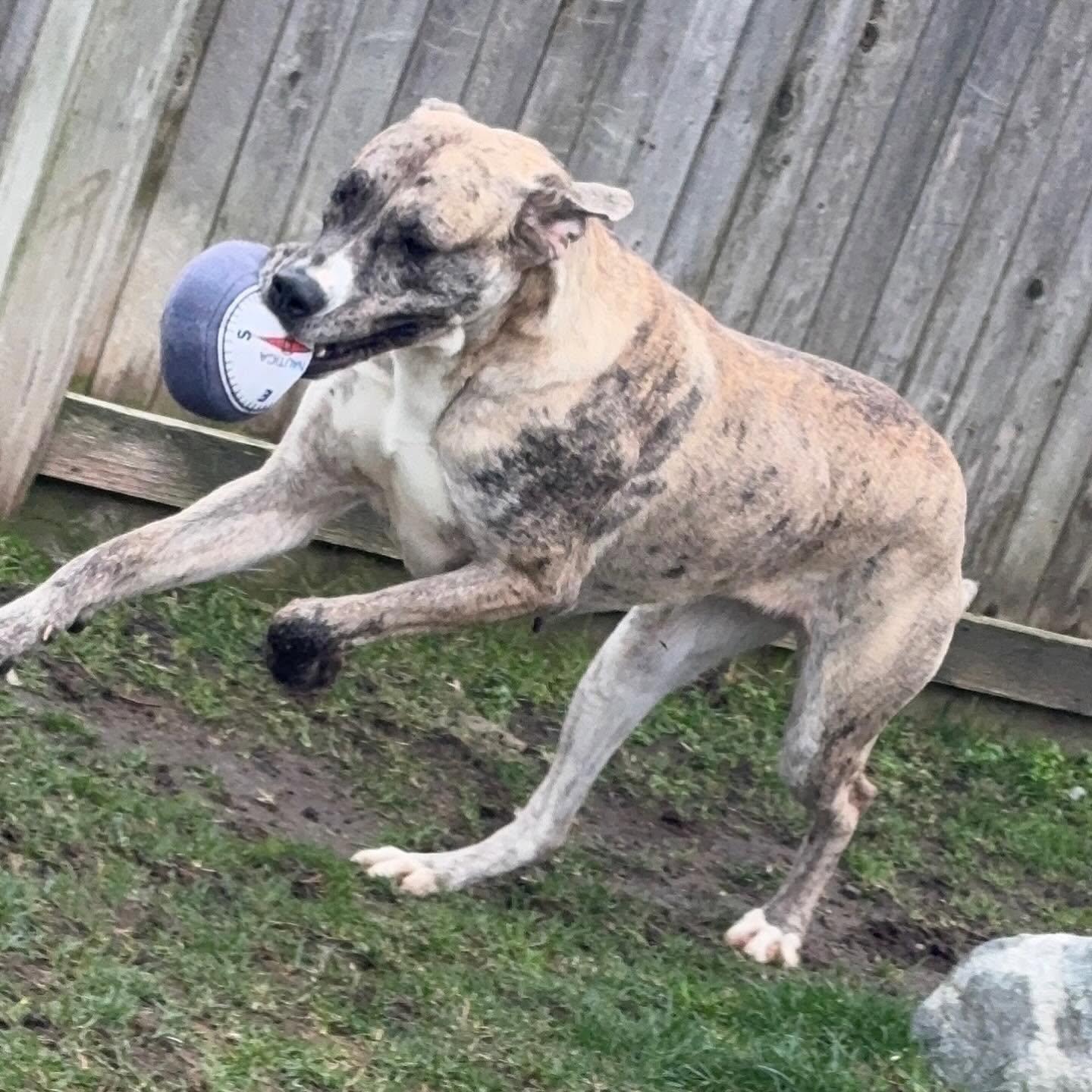 Bambi - ADOPTABLE, a ADOPTABLE Great Dane in Chilliwack, BC image 6/6