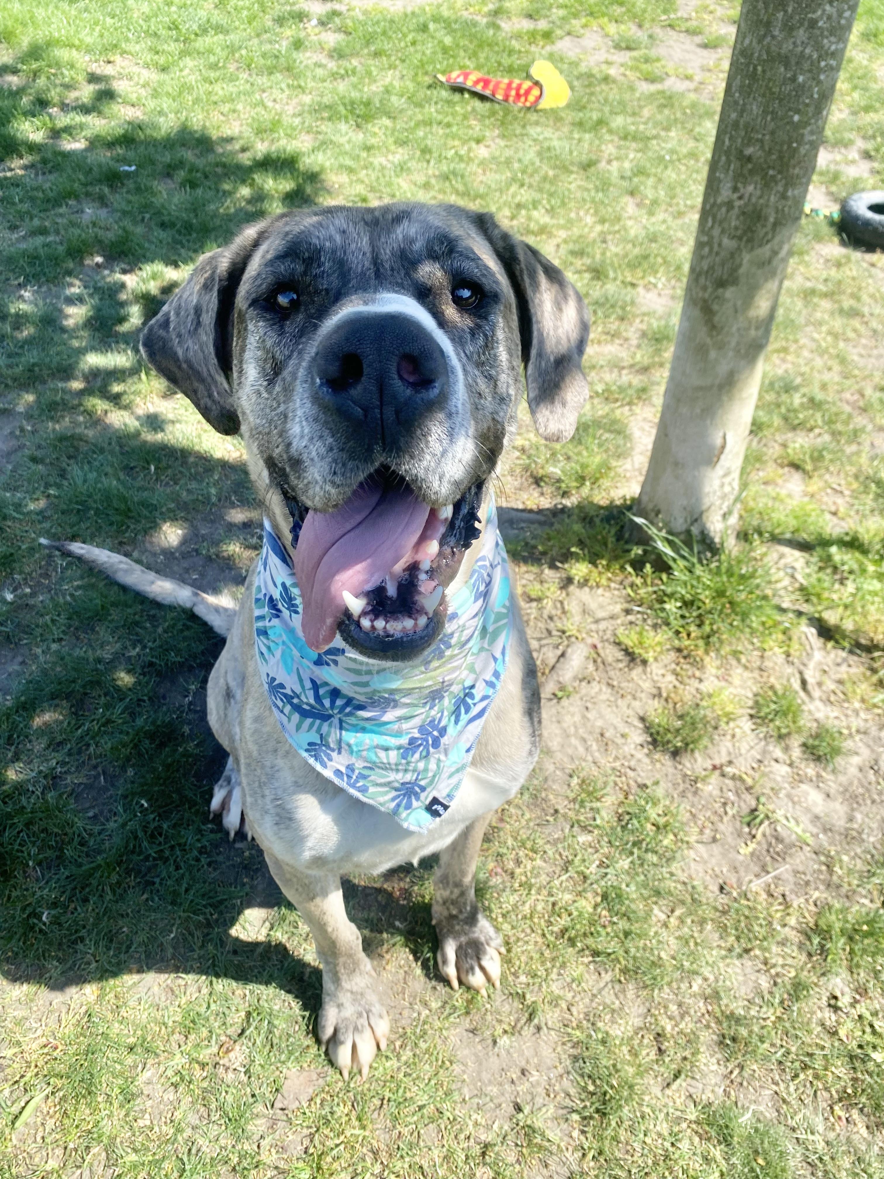 Bambi - ADOPTABLE, ADOPTABLE, Adult Female Great Dane.