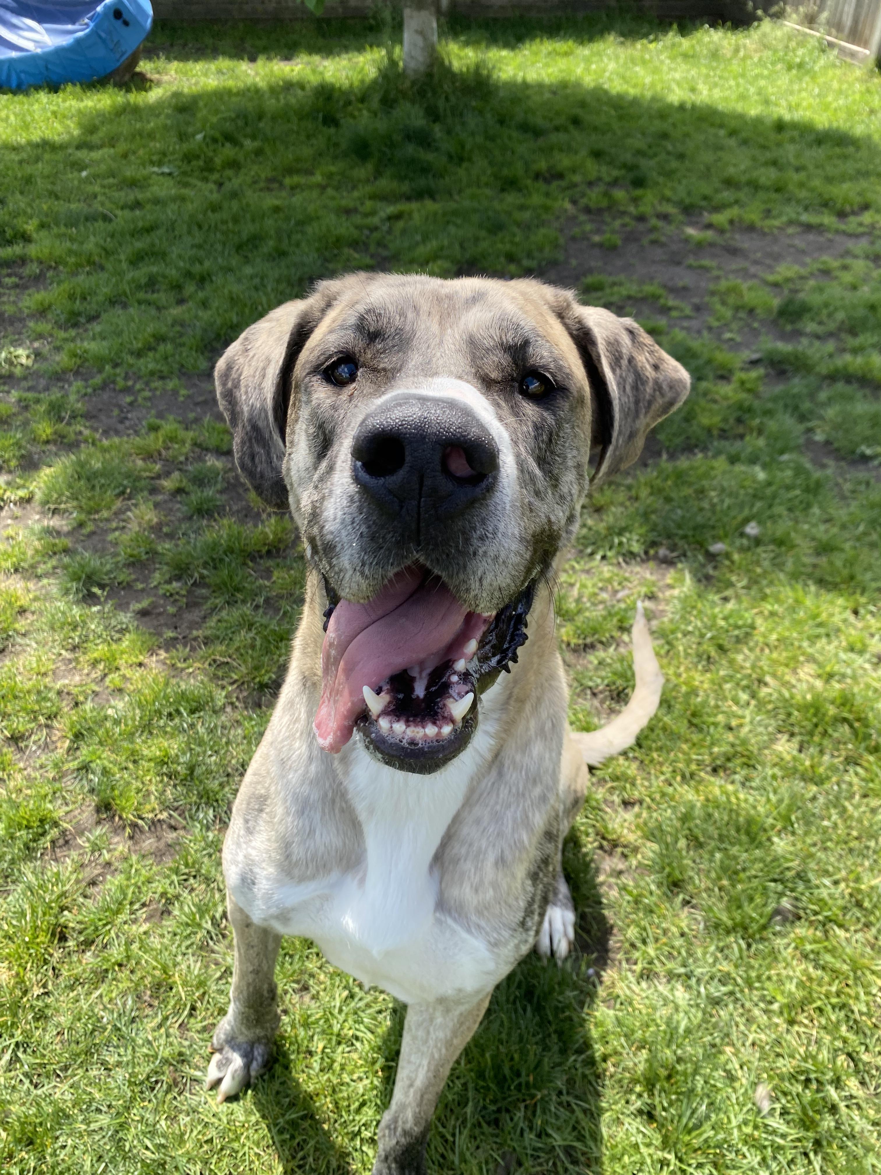 Bambi - ADOPTABLE, a ADOPTABLE Great Dane in Chilliwack, BC image 4/6