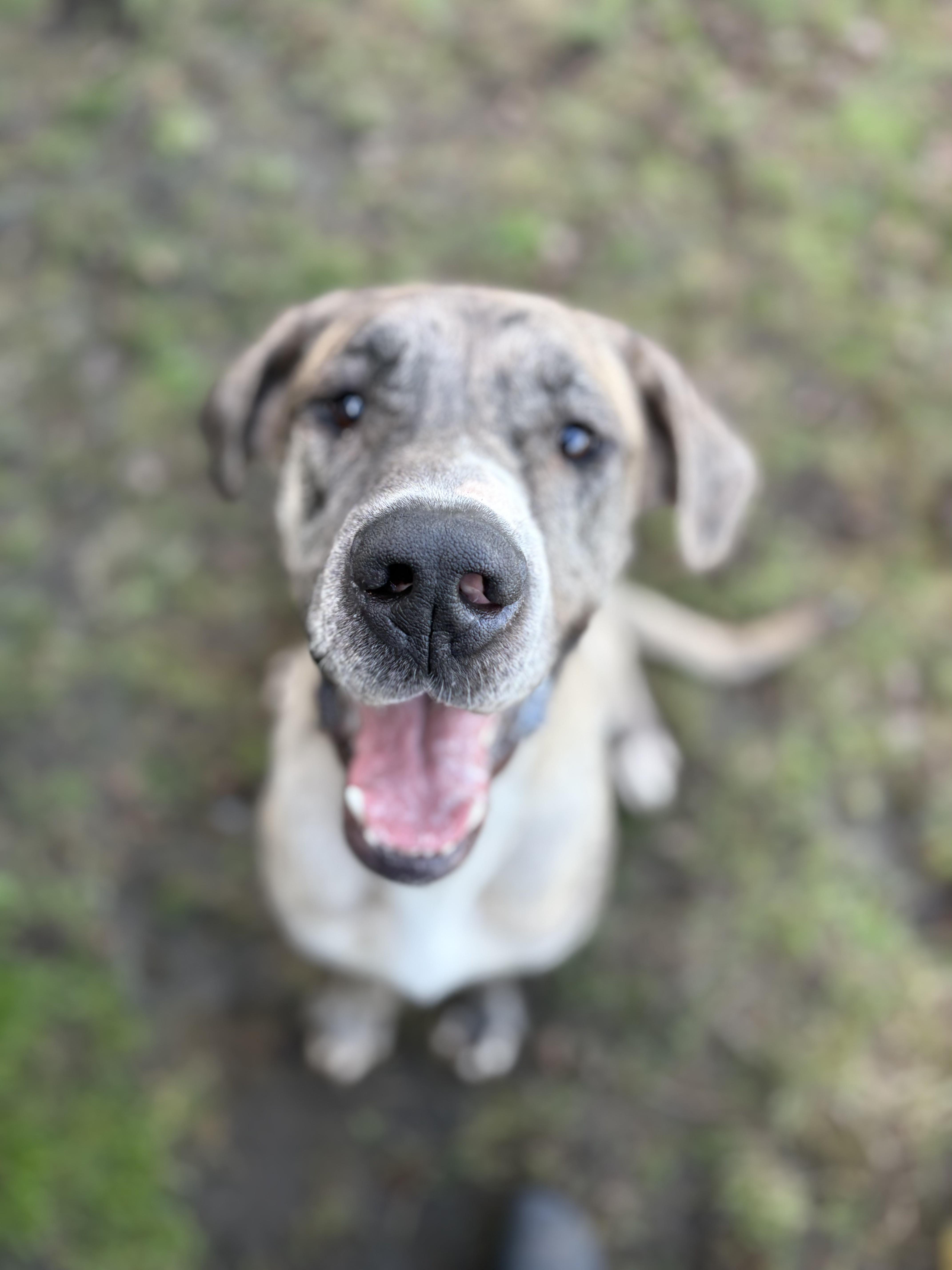 Bambi - ADOPTABLE, a ADOPTABLE Great Dane in Chilliwack, BC image 3/6